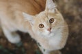 Portrait of cute ginger kitten top view, cat walking outdoors, pet face with brown eyes looking up at the camera Royalty Free Stock Photo