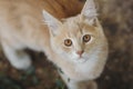 Portrait of cute ginger kitten top view, cat walking outdoors, pet face with brown eyes looking up at the camera Royalty Free Stock Photo