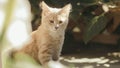 Portrait of cute ginger kitten in the yard, cat walking outdoors, lovely pets on nature Royalty Free Stock Photo