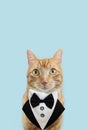 Portrait cute ginger orange cat looking at camera celebrating anniversary, birthday or father\'s day. Isolated on blue pastel Royalty Free Stock Photo