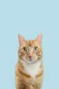 Portrait cute ginger orange cat looking at camera. Isolated on blue pastel background Royalty Free Stock Photo
