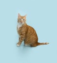 Portrait cute ginger orange cat sitting and looking at camera. Isolated on blue pastel background. Side view Royalty Free Stock Photo