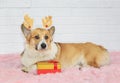 Portrait of cute ginger puppy dog Corgi lying in Christmas reindeer antlers next to gift box Royalty Free Stock Photo