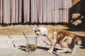 Cute ginger tabby kitten smelling a cup of tea