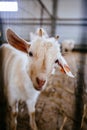 Portrait of cute goatling at the dairy farm, close up