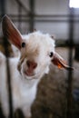 Portrait of cute goatling at the dairy farm, close up, selective focus