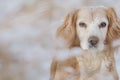 Portrait of cute golden cocker spaniel working dog in the snow