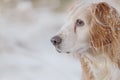 Portrait of cute golden cocker spaniel working dog in the snow