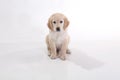 A portrait of a cute Golden Retriever dog sitting on the floor, isolated on white backgroundGolden retriever puppy dog