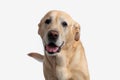 portrait of cute golden retriever dog sticking out tongue and panting Royalty Free Stock Photo