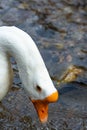 Portrait of a cute goose drinking water Royalty Free Stock Photo