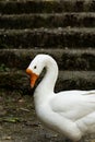 Portrait of a cute goose drinking water Royalty Free Stock Photo