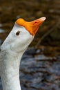 Portrait of a cute goose drinking water Royalty Free Stock Photo