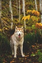 Portrait of cute gorgeous Siberian Husky dog standing in the bright mysterious golden fall forest at sunset