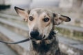 Portrait of cute gray dog in city street. Scared stray dog with sad eyes and emotions walking in city street, looking for home. Royalty Free Stock Photo