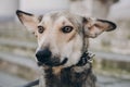 Portrait of cute gray dog in city street. Scared stray dog with sad eyes and emotions walking in city street, looking for home. Royalty Free Stock Photo