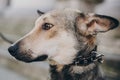 Portrait of cute gray dog in city street. Scared stray dog with sad eyes and emotions walking in city street, looking for home. Royalty Free Stock Photo