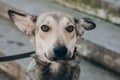 Portrait of cute gray dog in city street. Scared stray dog with sad eyes and emotions walking in city street, looking for home. Royalty Free Stock Photo