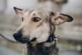 Portrait of cute gray dog in city street. Scared stray dog with sad eyes and emotions walking in city street, looking for home. Royalty Free Stock Photo