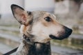 Portrait of cute gray dog in city street. Scared stray dog with sad eyes and emotions walking in city street, looking for home. Royalty Free Stock Photo