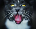 A portrait of a cute gray domestic cat with yellow eyes that has recently woken up and is yawning widely. A pet
