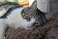 Portrait of a cute gray fluffy shorthair bengal cat Royalty Free Stock Photo