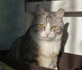 Portrait of a cute gray fluffy shorthair bobtail cat