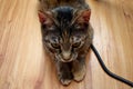 Portrait of a cute gray 5-6 month old kitten. Tabby cat. Small gray kitten lies and rests Royalty Free Stock Photo