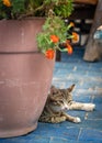 Portrait of cute gray white cat lying next to flower pot in outdoor mediterranean restaurant and looking into the camera Royalty Free Stock Photo