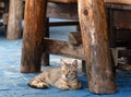 Portrait of cute gray white cat lying under table in outdoor mediterranean restaurant and looking into the camera Royalty Free Stock Photo