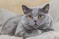 Cute gray cat