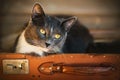 A portrait of a cute grey house cat with yellow eyes sitting in a vintage suitcase Royalty Free Stock Photo