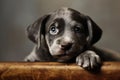 Portrait of cute grey puppy with blue eyes on furniture, created using generative ai technology