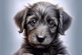Portrait of cute grey puppy with dark eyes, blue background, created using generative ai technology