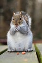 Grey squirrel eating a nut Royalty Free Stock Photo