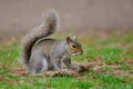 Portrait of a grey squirrel standing on a tuft of grass