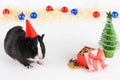 Portrait of cute guinea pig on a Christmas background. Guinea Pig Eats Vitaminized Feed. Funny New Year background. Royalty Free Stock Photo