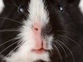 Portrait of cute guinea pig. Close up photo guinea pig muzzle.