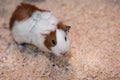 Portrait of cute guinea pig. Close up photo Royalty Free Stock Photo