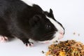 Portrait of cute guinea pig on white background. Guinea Pig Eats Vitaminized Feed. Royalty Free Stock Photo