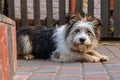 Portrait Of Cute Hairy Dog On Blurry Background