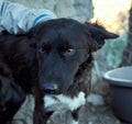 Portrait of a cute half-breed black dog