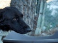 Portrait of a cute half-breed black dog