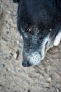 Portrait of a cute half-breed sleeping black dog