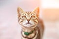 Portrait of cute happy adorable funny small tabby kitten walking outdoors at city street. Beautiful young little cat playing at Royalty Free Stock Photo