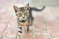Portrait of cute happy adorable funny small tabby kitten walking outdoors at city street. Beautiful young little cat playing at Royalty Free Stock Photo