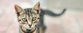 Portrait of cute happy adorable funny small tabby kitten walking outdoors at city street. Beautiful young little cat Royalty Free Stock Photo