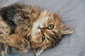 Portrait of cute happy british longhair chinchilla persian kitten cat waking up and playing on the cat bed in the bedroom and Royalty Free Stock Photo