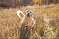 Portrait of happy and funny dog breed golden retriever running in the rye field in autumn Royalty Free Stock Photo