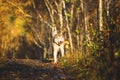 Portrait of cute and happy dog breed Siberian husky running on the path in the bright golden autumn forest